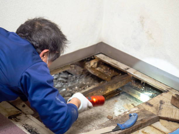 Best Mold Damage Repair  in Lincolnia, VA