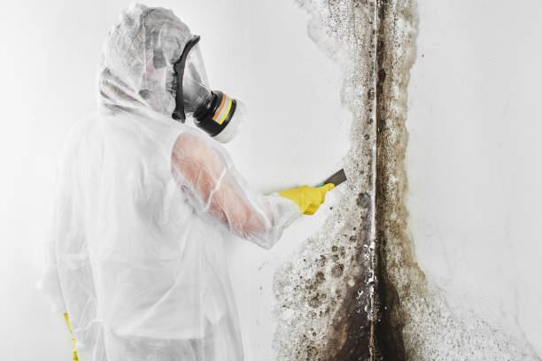 Best Attic Mold Removal  in Lincolnia, VA