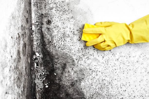 Best Commercial Mold Removal  in Lincolnia, VA