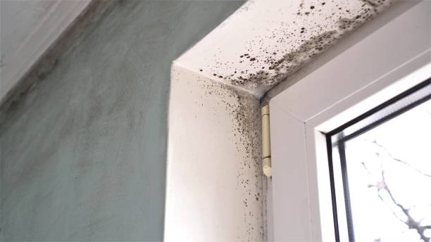 Mold Removal Process in Lincolnia, VA