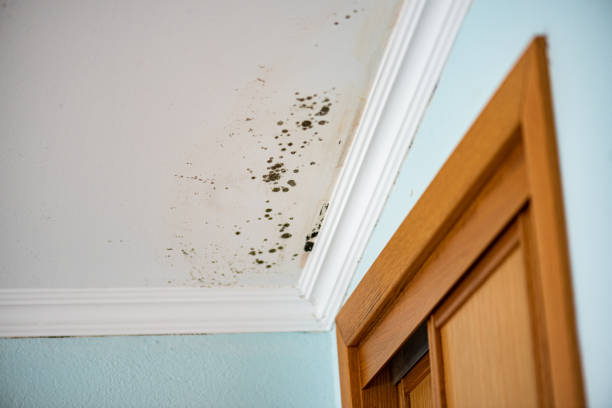 Attic Mold Removal in Lincolnia, VA