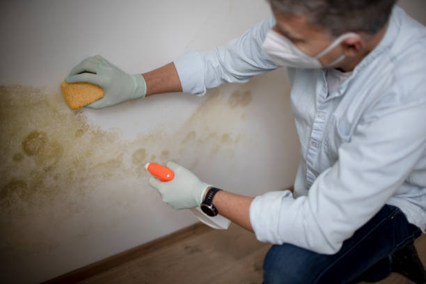 Best Black Mold Removal  in Lincolnia, VA