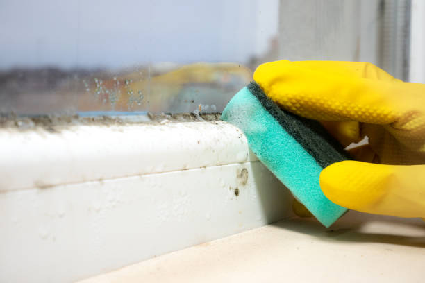 Best Mold Remediation  in Lincolnia, VA