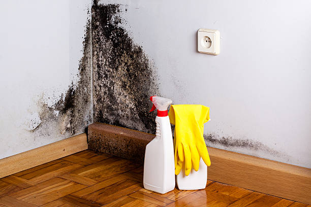 Best Local Mold Removal Service  in Lincolnia, VA