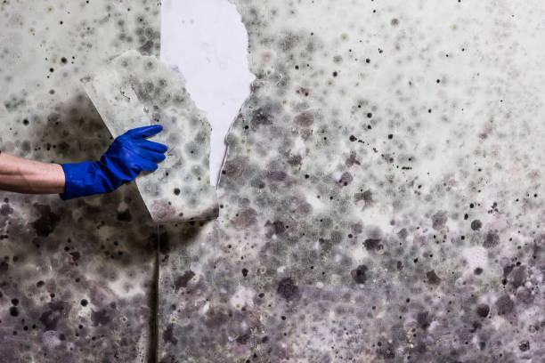 Best Best Mold Removal Companies  in Lincolnia, VA