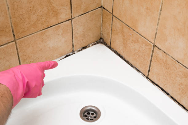 Best Mold Removal Process  in Lincolnia, VA